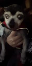 Reunited Male Dog last seen Near Topanga Canyon Blvd, Canoga Park, CA 91304, USA, Los Angeles, CA 91304
