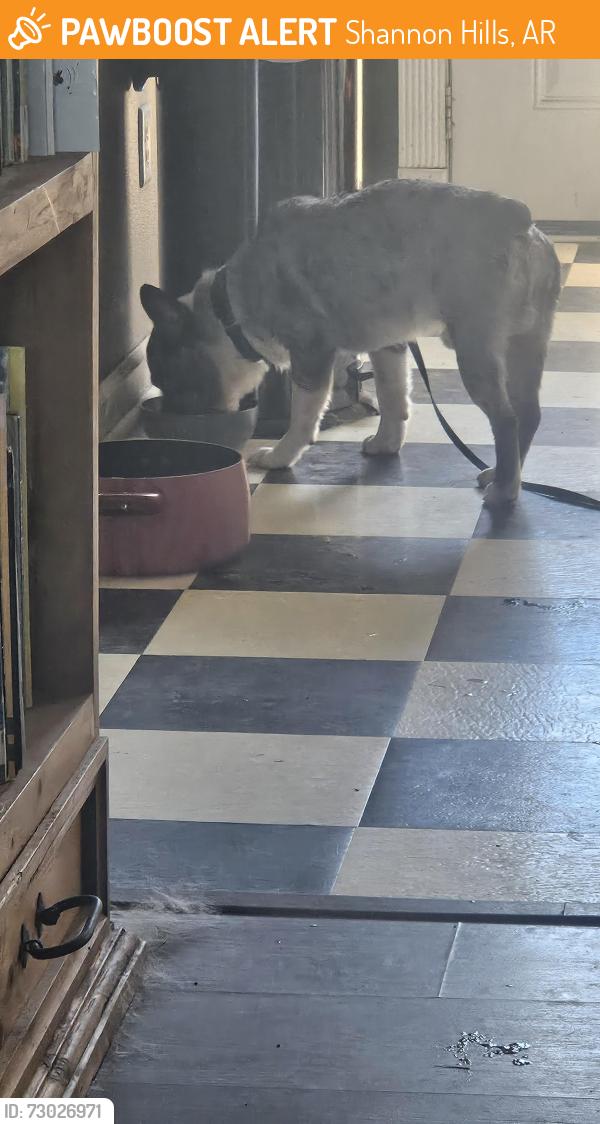 Found/Stray Male Dog last seen Joan Drive, Mabelvale, AR, Shannon Hills, AR 72103