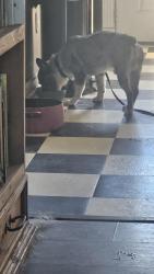 Found/Stray Male Dog last seen Joan Drive, Mabelvale, AR, Shannon Hills, AR 72103