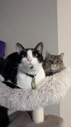 Reunited Male Cat last seen Near Ridge Pkwy, Broomfield, CO 80021, USA, Broomfield, CO 80021