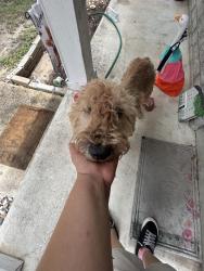 Found/Stray Female Dog last seen Inks farm and harefield, San Antonio, TX 78228