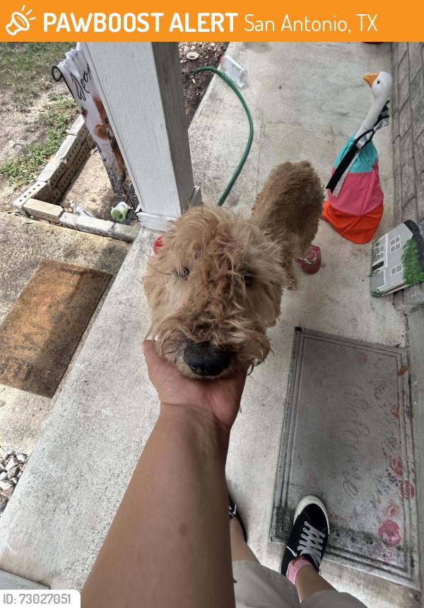 Found/Stray Female Dog last seen Inks farm and harefield, San Antonio, TX 78228