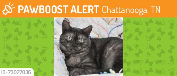 Found/Stray Unknown Cat last seen Janeview Drive/Shallowford Rd, Chattanooga, TN 37421