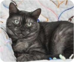 Found/Stray Unknown Cat last seen Janeview Drive/Shallowford Rd, Chattanooga, TN 37421