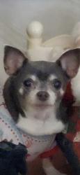 Lost Female Dog last seen CallicoRidge, Henderson, NV 89011