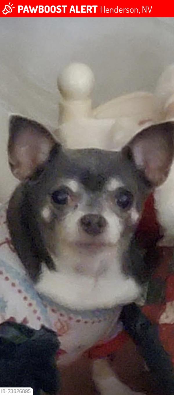 Lost Female Dog last seen CallicoRidge, Henderson, NV 89011