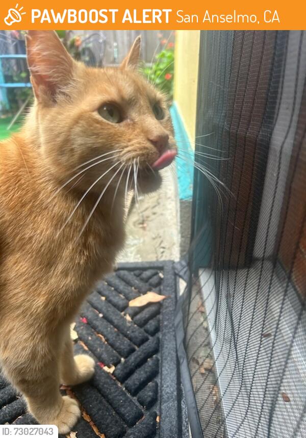 Found/Stray Unknown Cat last seen Saunders and berlin, San Anselmo, CA 94960