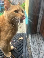 Found/Stray Unknown Cat last seen Saunders and berlin, San Anselmo, CA 94960