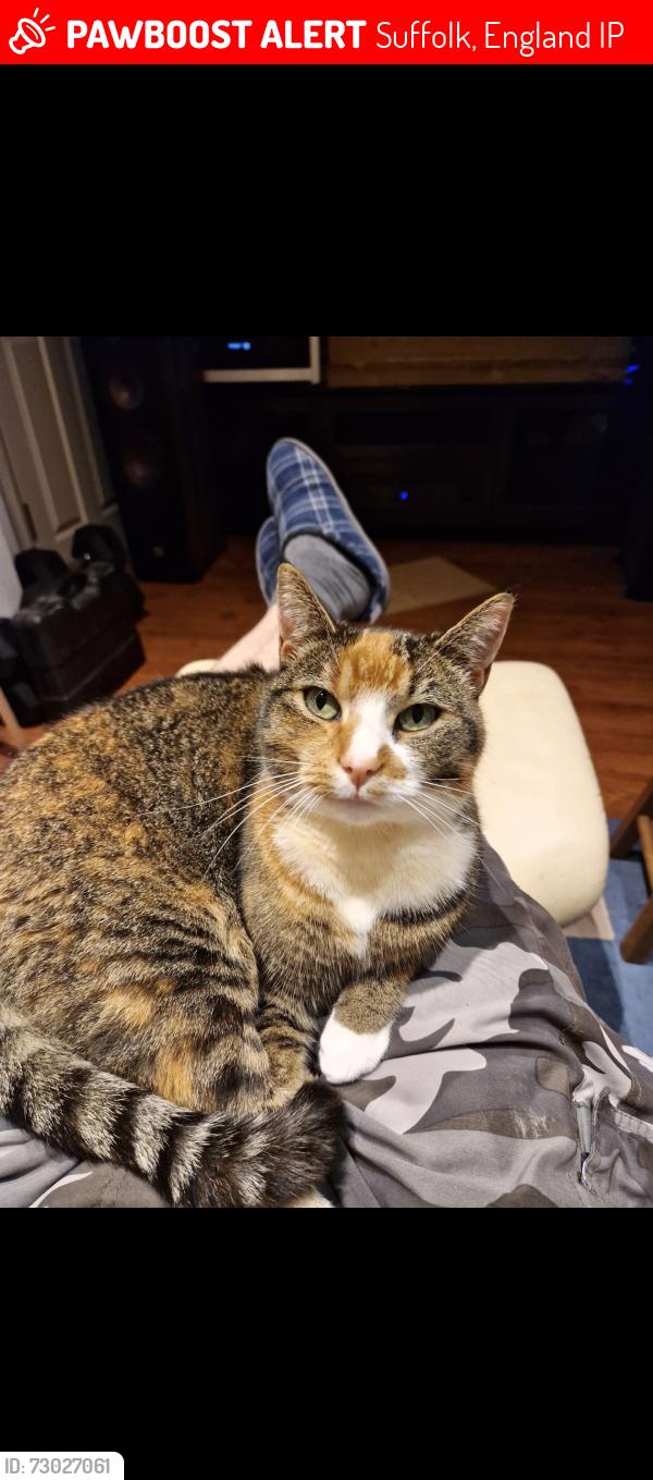 Lost Female Cat last seen Raf Mildenhall , Suffolk, England IP28