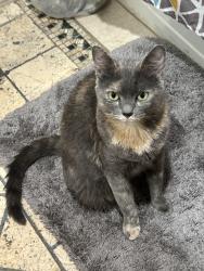 Lost Female Cat last seen Cross the street , Stockton, CA 95215