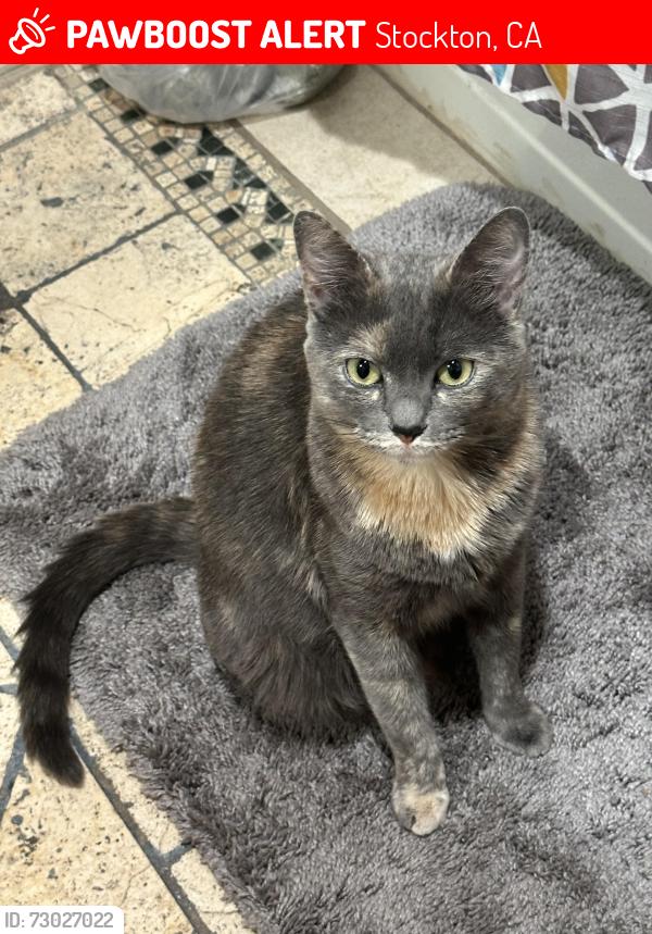 Lost Female Cat last seen Cross the street , Stockton, CA 95215