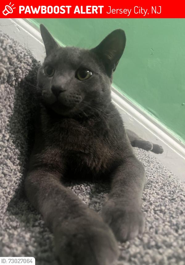 Lost Male Cat last seen Between west side and duncan ave , Jersey City, NJ 07306