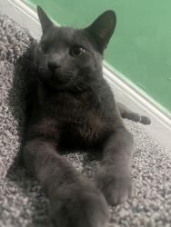 Lost Male Cat last seen Between west side and duncan ave , Jersey City, NJ 07306