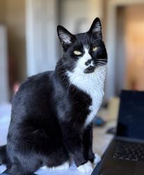 Lost Male Cat last seen Erbes Road & Avenida de los Arboles, Thousand Oaks, CA 91362