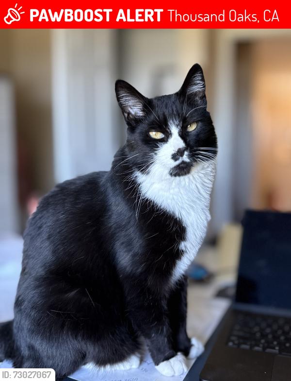 Lost Male Cat last seen Erbes Road & Avenida de los Arboles, Thousand Oaks, CA 91362