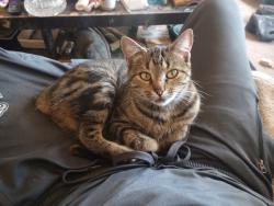 Lost Female Cat last seen 3rd & Broad St, Lansdale, around the Sunoco, Lansdale, PA 19446