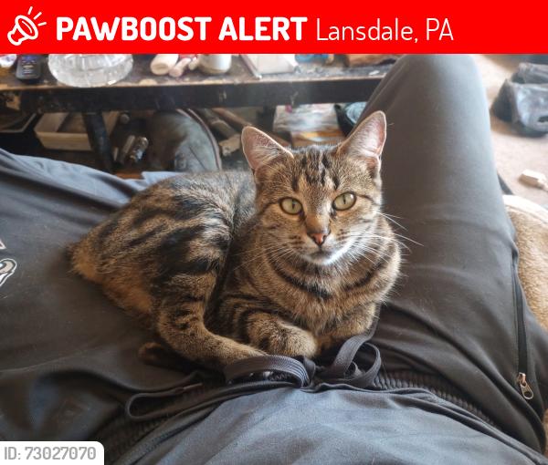 Lost Female Cat last seen 3rd & Broad St, Lansdale, around the Sunoco, Lansdale, PA 19446