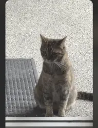 Found/Stray Unknown Cat last seen Rotary Way, Admiral Callaghan, Vallejo, CA 94591