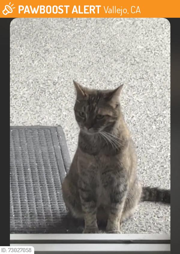 Found/Stray Unknown Cat last seen Rotary Way, Admiral Callaghan, Vallejo, CA 94591