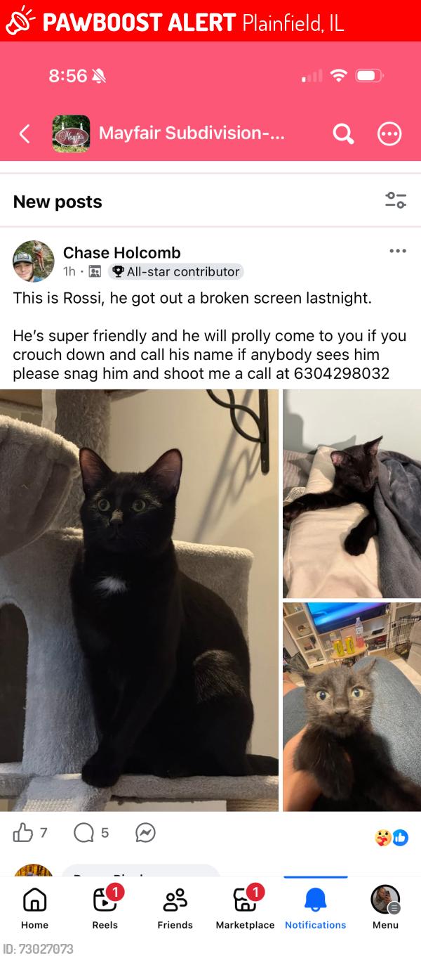 Lost Male Cat last seen Caton Farm, Drauden, County line, Mayfair Subdivision , Plainfield, IL 60586