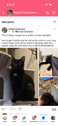 Lost Male Cat last seen Caton Farm, Drauden, County line, Mayfair Subdivision , Plainfield, IL 60586