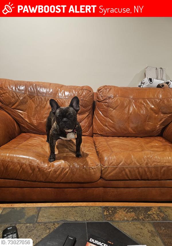 Lost Male Dog last seen Syracuse New York Estados Unidos, Syracuse, NY 13224