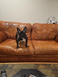 Lost Male Dog last seen Syracuse New York Estados Unidos, Syracuse, NY 13224
