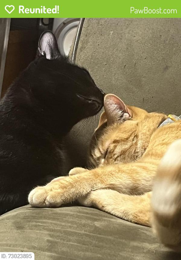 Reunited Male Cat last seen Salem st aurora co , Denver, CO 80239