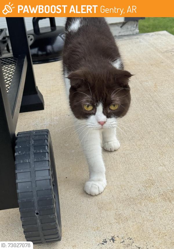 Found/Stray Female Cat last seen Applewood ests Highfill AR, Gentry, AR 72734