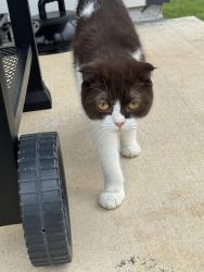 Found/Stray Female Cat last seen Applewood ests Highfill AR, Gentry, AR 72734