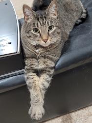 Lost Male Cat last seen Near Sirocka Dr , Benbrook, TX 76116
