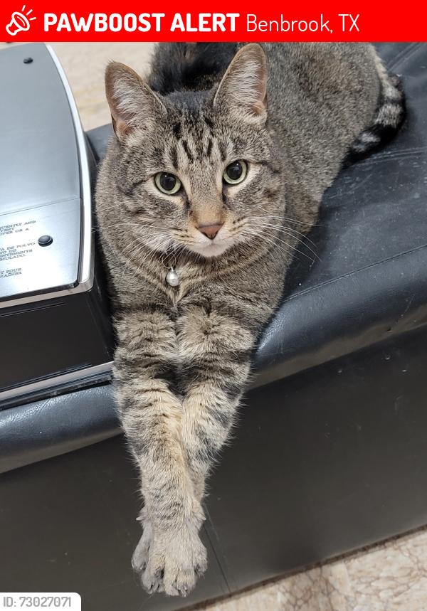Lost Male Cat last seen Near Sirocka Dr , Benbrook, TX 76116