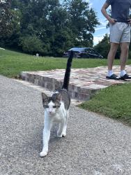 Found/Stray Male Cat last seen Near Shutes Branch, Mt. Juliet, TN 37122
