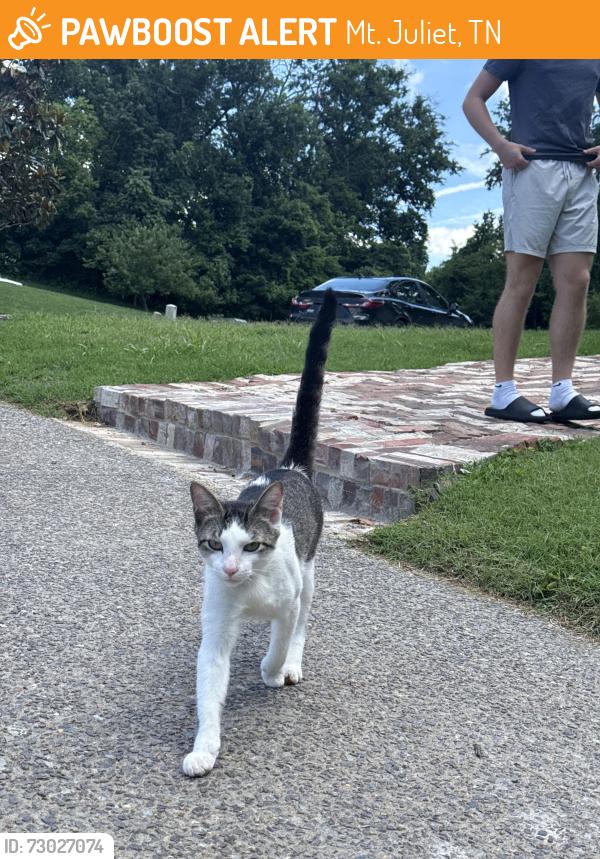 Found/Stray Male Cat last seen Near Shutes Branch, Mt. Juliet, TN 37122