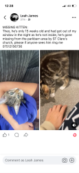 Reunited Male Cat last seen Guildford , Guildford, England 