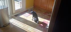 Reunited Male Dog last seen Near North Union Road , Trotwood, OH 45426