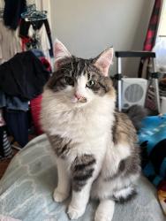 Lost Male Cat last seen Maplewood Avenue and Farmington Avenue , West Hartford, CT 06119