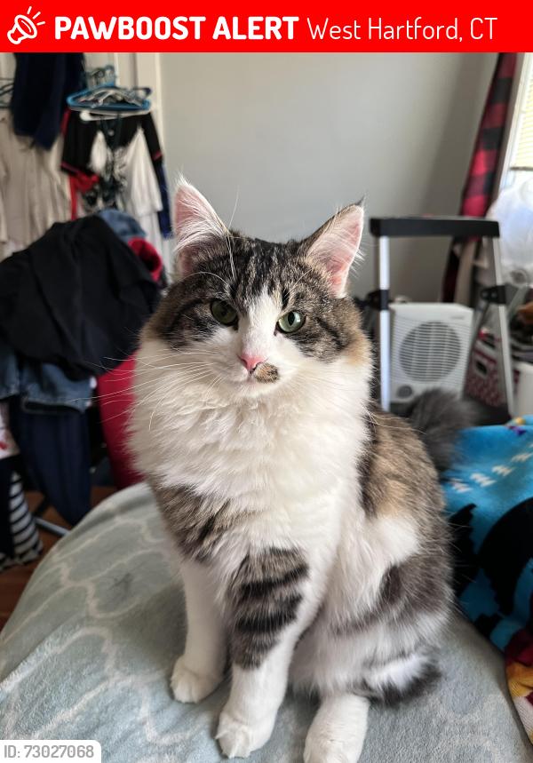 Lost Male Cat last seen Maplewood Avenue and Farmington Avenue , West Hartford, CT 06119
