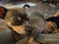 Lost Female Dog last seen Ranch Trail, San Antonio, TX 78264