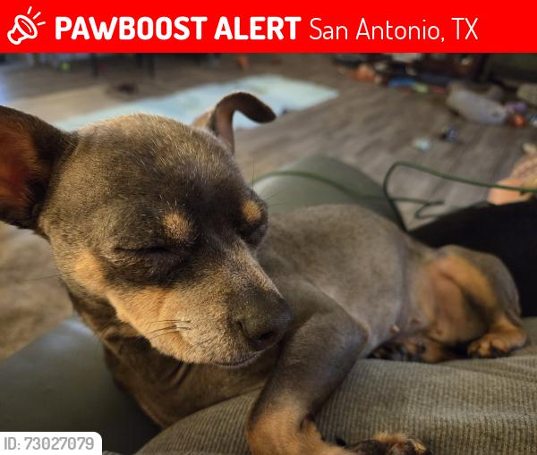 Lost Female Dog last seen Ranch Trail, San Antonio, TX 78264