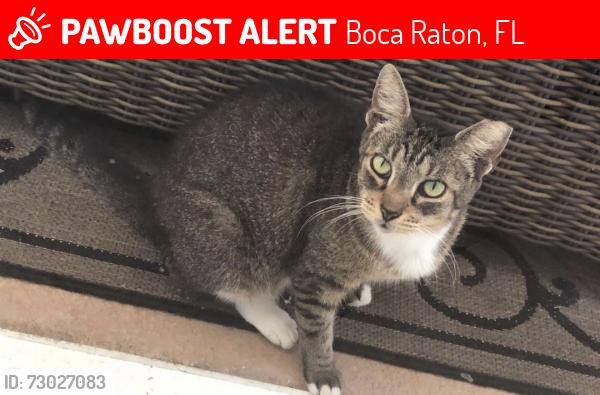 Lost Female Cat last seen Near Bayou Lane, Boca Raton, Florida 33498, Boca Raton, FL 33498