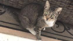 Lost Female Cat last seen Near Bayou Lane, Boca Raton, Florida 33498, Boca Raton, FL 33498