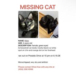 Lost Female Cat last seen Presidio Drive, Cupertino, CA 95014