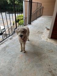 Found/Stray Male Dog last seen apmt complex, Norcross, GA 30093