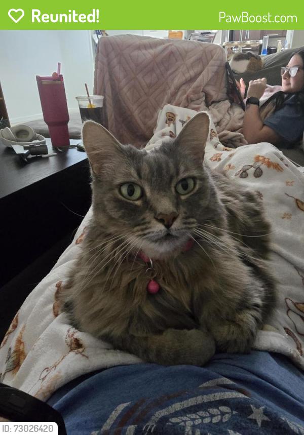 Reunited Female Cat last seen Ross St, Yorktown, VA 23692
