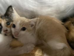 Shelter Stray Male Cat last seen Near Belltown rd, Dover, , 1639 Old Airport Rd, New Bern, NC 28562, USA