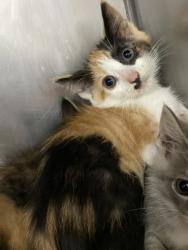 Shelter Stray Female Cat last seen Near Belltown rd, Dover, , 1639 Old Airport Rd, New Bern, NC 28562, USA