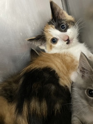 Shelter Stray Female Cat last seen Near Belltown rd, Dover, , 1639 Old Airport Rd, New Bern, NC 28562, USA