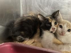 Shelter Stray Female Cat last seen Near Belltown rd, Dover, , 1639 Old Airport Rd, New Bern, NC 28562, USA