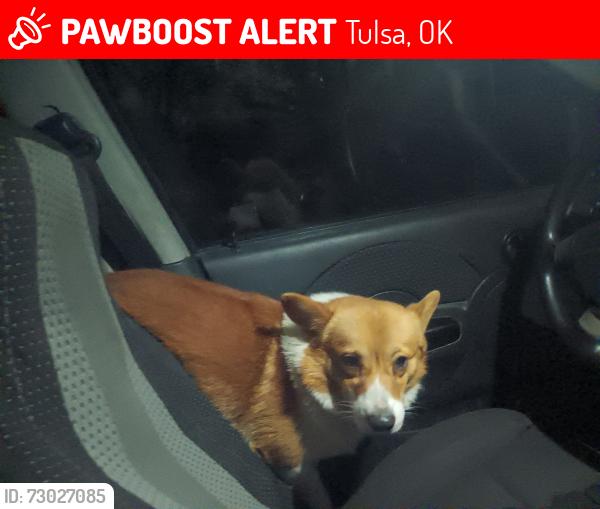 Lost Male Dog last seen Near st n lewis, Tulsa, OK 74110